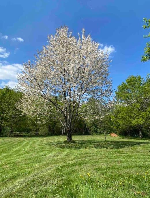 Champagnac-la-Rivière Spacious 1 Bed Home With Shared Pool מראה חיצוני תמונה
